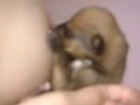 Cute puppy dog sucking the tits of hot beastie gal